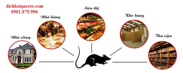 Dịch vụ diệt chuột tại phường 11 TP Vũng Tàu-Giá 2021 KM 40%