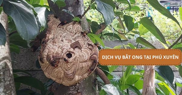 Dịch vụ bắt ong tại Phú Xuyên giá rẻ, chuyên nghiệp