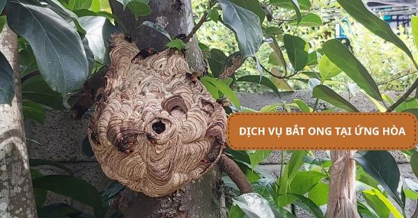 Dịch vụ bắt ong tại Ứng Hòa  – Uy tín, xử lý nhanh chóng