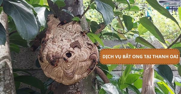 Dịch vụ bắt ong tại Thanh Oai giá tốt, bảo hành 3-6 tháng