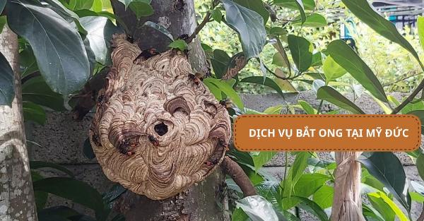 Dịch vụ bắt ong tại Mỹ Đức chuyên nghiệp, giá rẻ