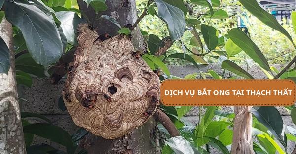 Dịch vụ bắt ong tại Thạch Thất, bắt ong tại nhà hiệu quả