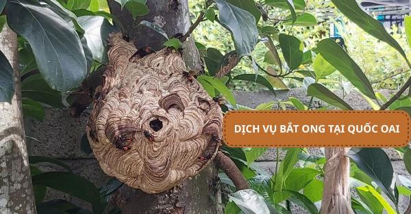 Dịch vụ bắt ong tại Quốc Oai chuyên nghiệp, BH 3-6 tháng