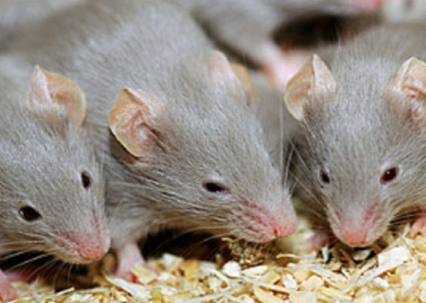 Dịch vụ diệt chuột tại Quận 1 TP Hồ Chí Minh-Giá 2021 KM 40%