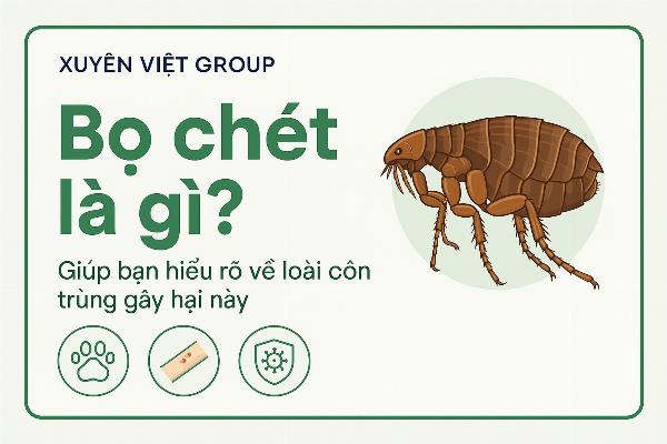 Bọ chét là gì?