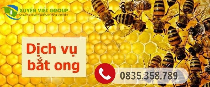Dịch vụ bắt ong tại Hai Bà Trưng chuyên nghiệp, BH 3-6 tháng