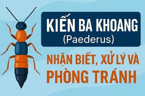 Kiến ba khoang là gì?