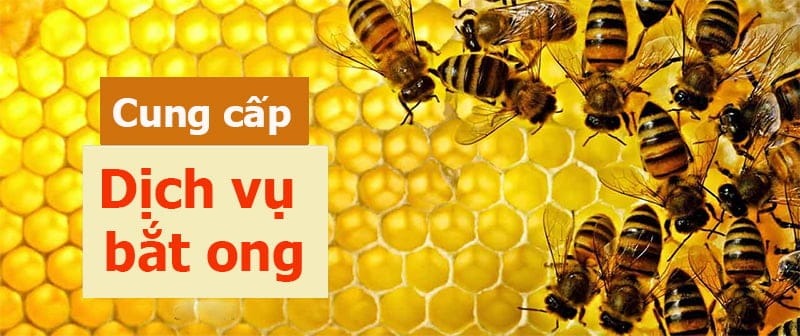 Dịch vụ bắt ong tại Thanh Xuân an toàn, hiệu quả