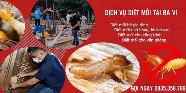 Dịch vụ diệt mối tại Ba Vì triệt để tận gốc
