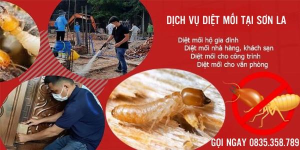 Dịch vụ diệt mối tại Sơn La triệt để, hiệu quả tận gốc