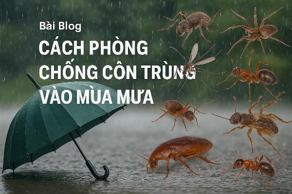 Cách phòng chống côn trùng vào mùa mưa