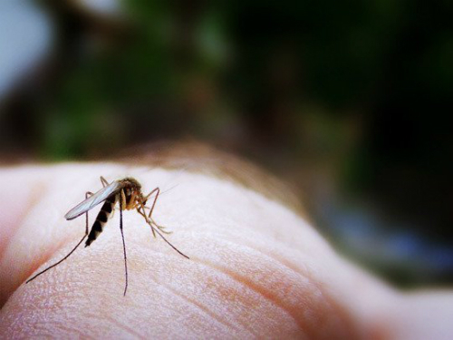 Khuyến mại dịch vụ diệt muỗi tại Đan Phượng
