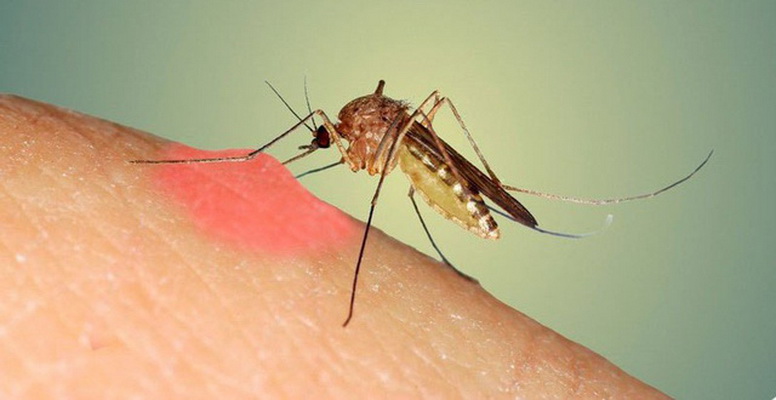 Phun thuốc diệt muỗi hiệu quả tại Huyện Thường Tín
