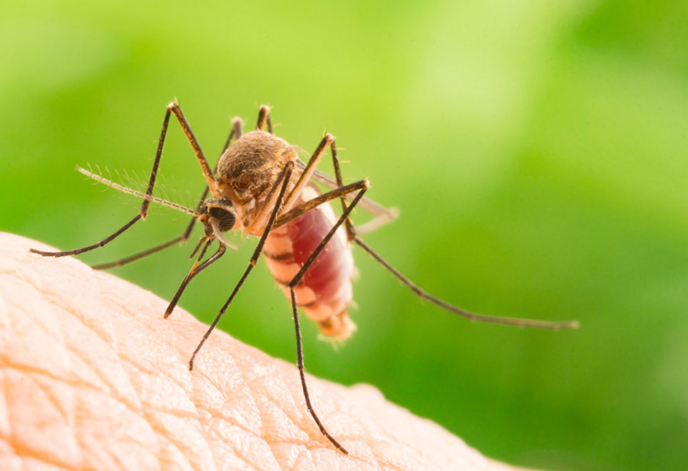 Tại sao cần pnun muỗi thường xuyên