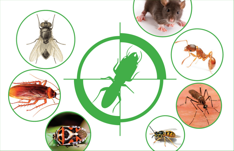 Lợi ích của việc sử dụng dịch vụ kiểm soát côn trùng