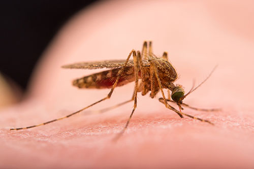 Một số loại thuốc diệt muỗi được sử dụng tại Quận Hoàn Kiếm