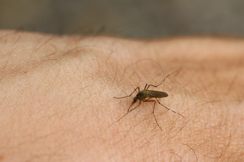 Khuyến mại dịch vụ diệt muỗi tại Huyện Thanh Trì
