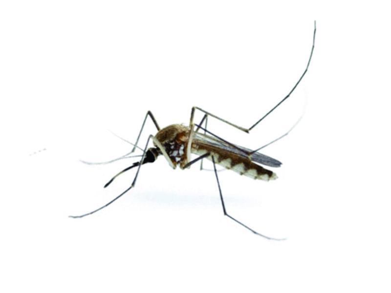 dịch vụ diệt muỗi tại Huyện Ứng Hòa