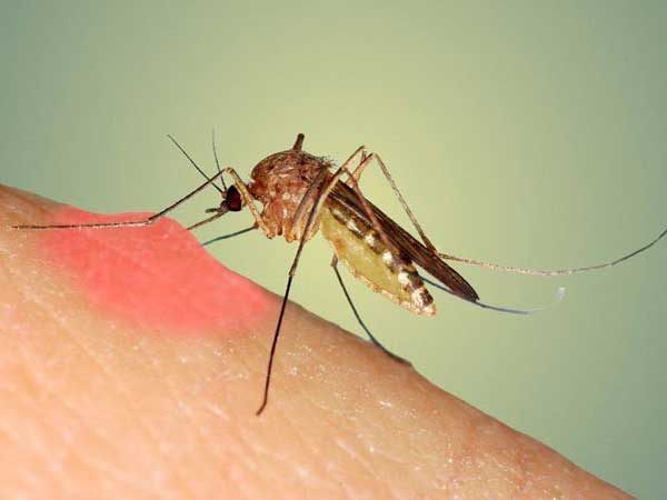 Khuyến mại dịch vụ diệt muỗi quận Nam Từ Liêm